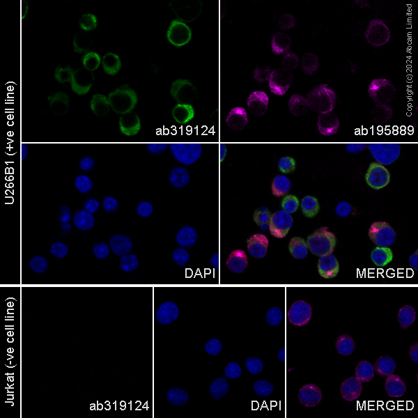 Immunocytochemistry/ Immunofluorescence - Alexa Fluor® 488 Anti-IgE antibody [EPR26777-14] (AB319124), expandable thumbnail