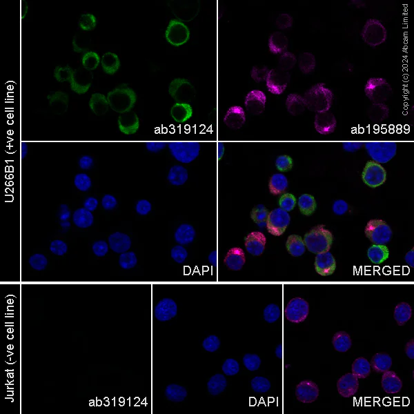 Immunocytochemistry/ Immunofluorescence - Alexa Fluor® 488 Anti-IgE antibody [EPR26777-14] (AB319124)