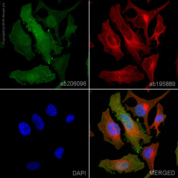 Immunocytochemistry/ Immunofluorescence - Alexa Fluor® 488 Anti-IGF2 antibody [EPR12221] (AB206096)