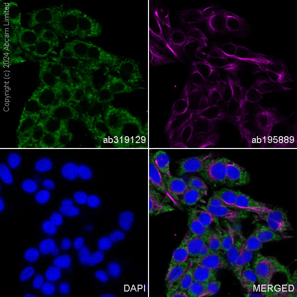 Immunocytochemistry/ Immunofluorescence - Alexa Fluor® 488 Anti-IGF2BP2/IMP-2 antibody [EPR6741(B)] (AB319129)
