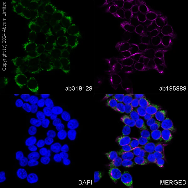 Immunocytochemistry/ Immunofluorescence - Alexa Fluor® 488 Anti-IGF2BP2/IMP-2 antibody [EPR6741(B)] (AB319129)