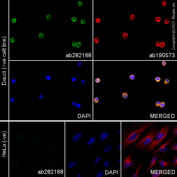 Immunocytochemistry/ Immunofluorescence - Alexa Fluor® 488 Anti-IGJ antibody [EPR23130-113] (AB282168)