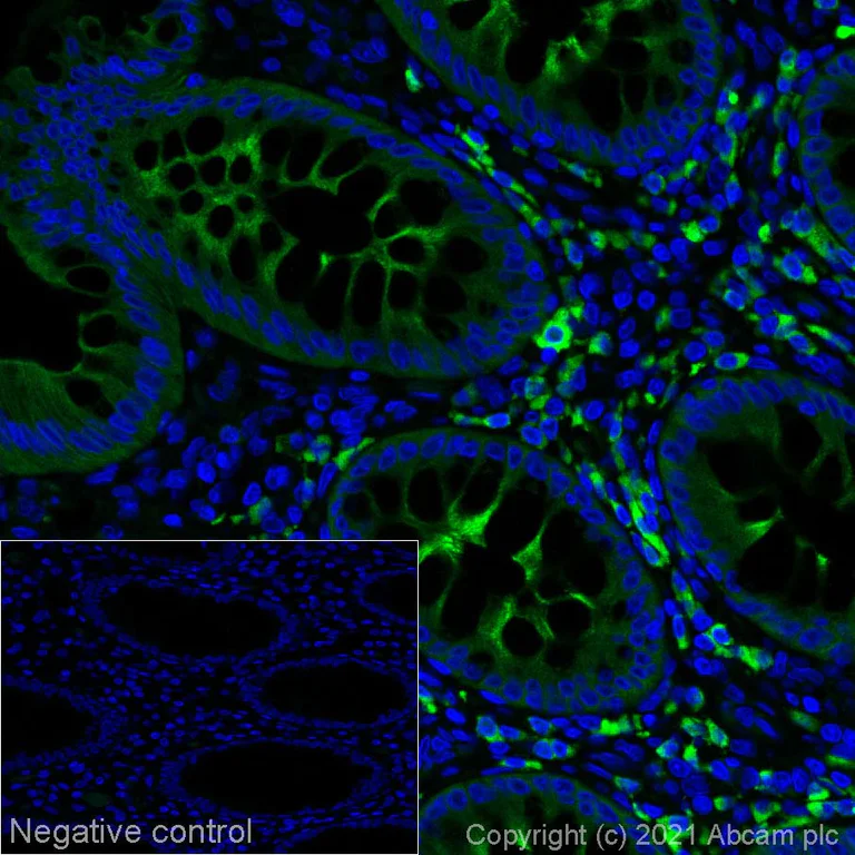 Immunohistochemistry (Formalin/PFA-fixed paraffin-embedded sections) - Alexa Fluor® 488 Anti-IGJ antibody [EPR23130-113] (AB282168)