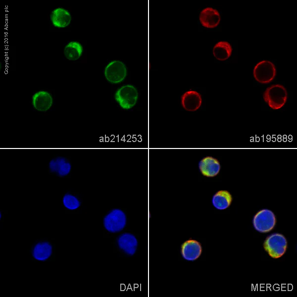 Immunocytochemistry/ Immunofluorescence - Alexa Fluor® 488 Anti-IL-12B antibody [EPR5739] (AB214253)