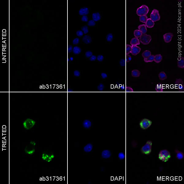 Immunocytochemistry/ Immunofluorescence - Alexa Fluor® 488 Anti-IL-17A antibody [EPR26410-51] (AB317361)
