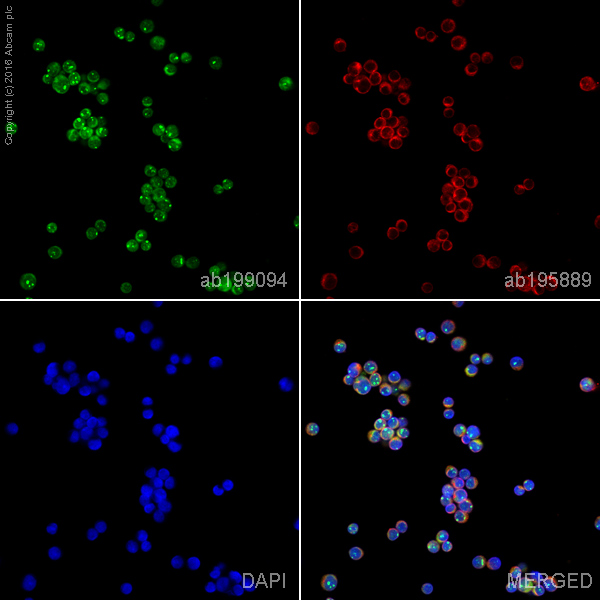 Immunocytochemistry/ Immunofluorescence - Alexa Fluor® 488 Anti-IL-2 antibody [EPR2780] (AB199094)