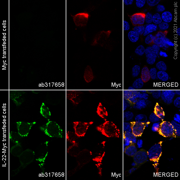Immunocytochemistry/ Immunofluorescence - Alexa Fluor® 488 Anti-IL-22 antibody [EPR20211-49] (AB317658), expandable thumbnail