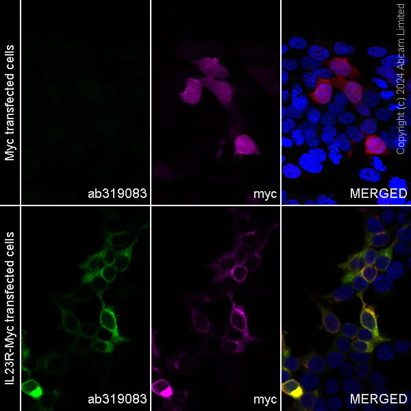 Immunocytochemistry/ Immunofluorescence - Alexa Fluor® 488 Anti-IL-23R antibody [EPR22838-4] (AB319083)