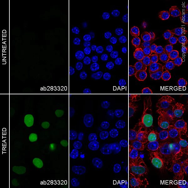 Immunocytochemistry/ Immunofluorescence - Alexa Fluor® 488 Anti-IL-33 antibody [EPR17831] (AB283320)