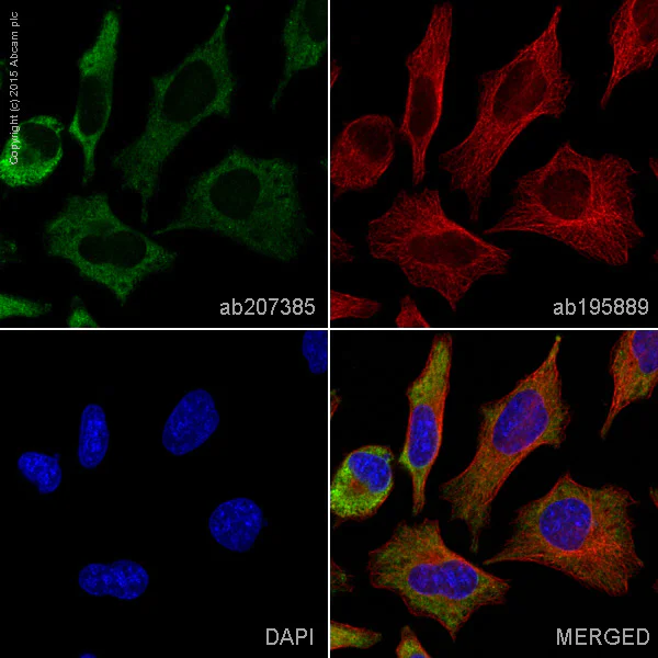 Immunocytochemistry/ Immunofluorescence - Alexa Fluor® 488 Anti-IMP3 antibody [EPR12021] (AB207385)