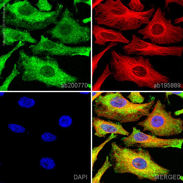 Immunocytochemistry/ Immunofluorescence - Alexa Fluor® 488 Anti-IMPDH2 antibody [EPR8364(B)] (AB200770)