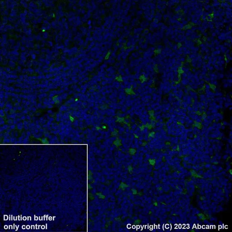 Immunohistochemistry (Formalin/PFA-fixed paraffin-embedded sections) - Alexa Fluor® 488 Anti-Indoleamine 2, 3-dioxygenase antibody [EPR20374] (AB315181)