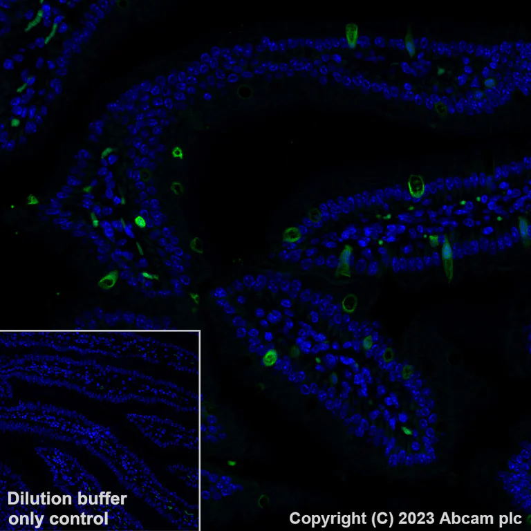 Immunohistochemistry (Formalin/PFA-fixed paraffin-embedded sections) - Alexa Fluor® 488 Anti-Indoleamine 2, 3-dioxygenase antibody [EPR28349-89] (AB317667)