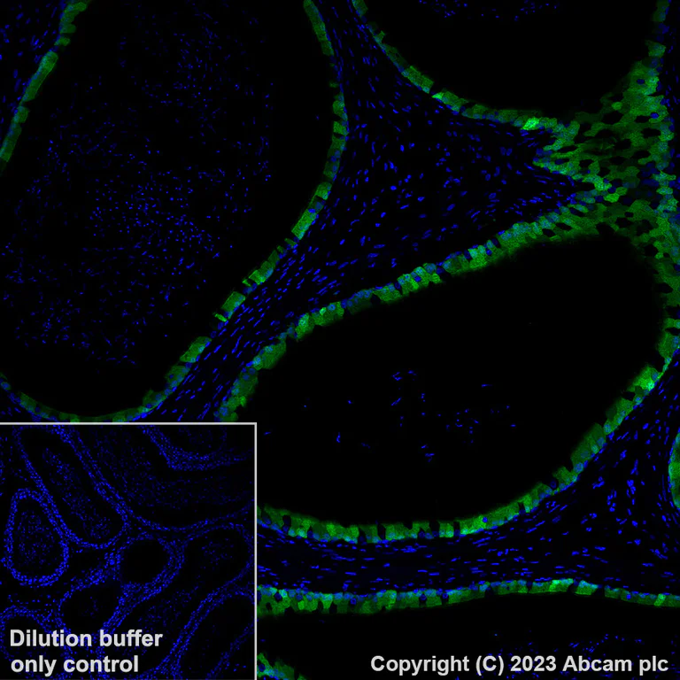 Immunohistochemistry (Formalin/PFA-fixed paraffin-embedded sections) - Alexa Fluor® 488 Anti-Indoleamine 2, 3-dioxygenase antibody [EPR28349-89] (AB317667)