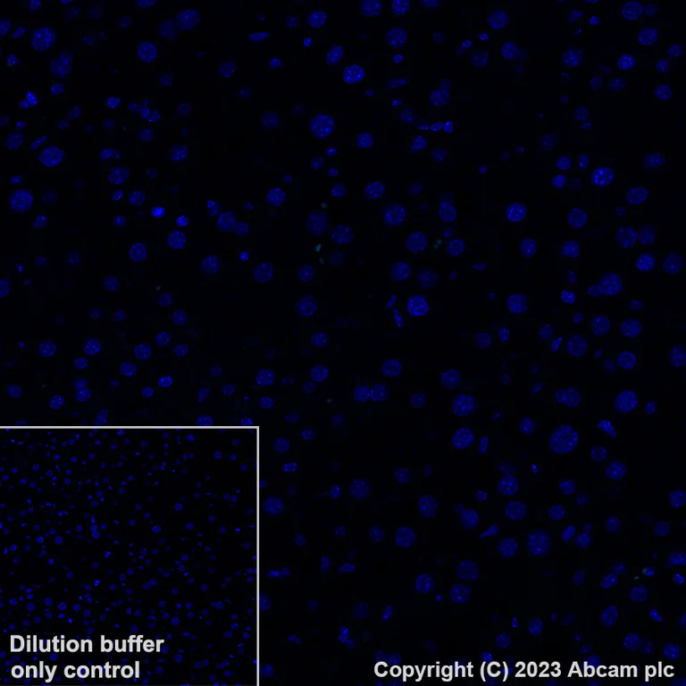 Immunohistochemistry (Formalin/PFA-fixed paraffin-embedded sections) - Alexa Fluor® 488 Anti-Indoleamine 2, 3-dioxygenase antibody [EPR28349-89] (AB317667)