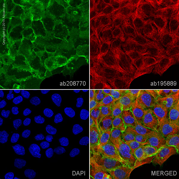 Immunocytochemistry/ Immunofluorescence - Alexa Fluor® 488 Anti-Integrin alpha 2 antibody [EPR17338] - C-terminal (AB208770), expandable thumbnail