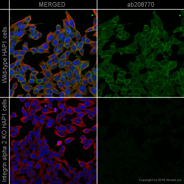 Immunocytochemistry/ Immunofluorescence - Alexa Fluor® 488 Anti-Integrin alpha 2 antibody [EPR17338] - C-terminal (AB208770), expandable thumbnail