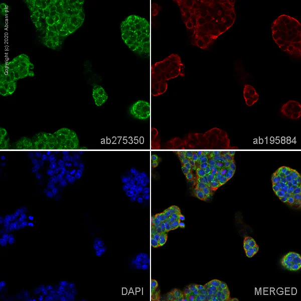 Immunocytochemistry - Alexa Fluor® 488 Anti-Integrin alpha V antibody [EPR16800] (AB275350)