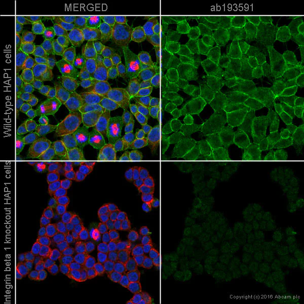 Immunocytochemistry/ Immunofluorescence - Alexa Fluor® 488 Anti-Integrin beta 1 antibody [P5D2] (AB193591)