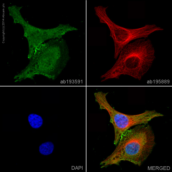Immunocytochemistry/ Immunofluorescence - Alexa Fluor® 488 Anti-Integrin beta 1 antibody [P5D2] (AB193591), expandable thumbnail
