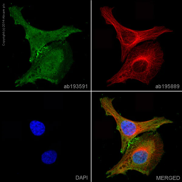 Immunocytochemistry/ Immunofluorescence - Alexa Fluor® 488 Anti-Integrin beta 1 antibody [P5D2] (AB193591)