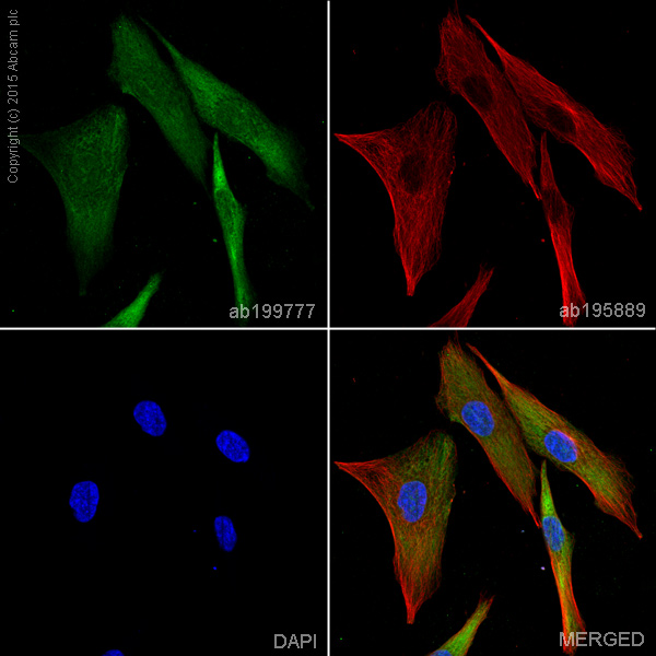 Immunocytochemistry/ Immunofluorescence - Alexa Fluor® 488 Anti-Ionotropic Glutamate receptor 2 antibody [EPR5032] (AB199777)