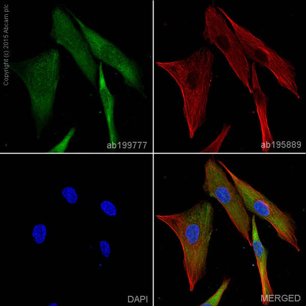 Immunocytochemistry/ Immunofluorescence - Alexa Fluor® 488 Anti-Ionotropic Glutamate receptor 2 antibody [EPR5032] (AB199777)