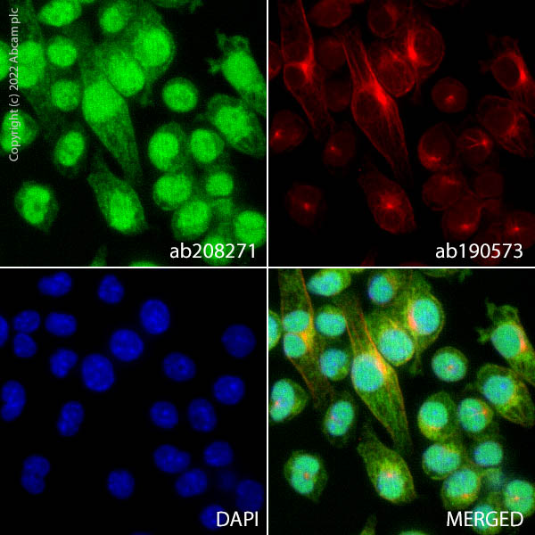 af1122__2017様 Alexa Fluor® 488 Anti-IRF5 antibody [EPR17067] (ab208271
