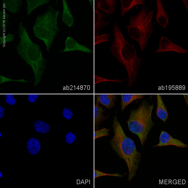 Immunocytochemistry/ Immunofluorescence - Alexa Fluor® 488 Anti-IRS2 antibody [EPR904(2)] (AB214870)
