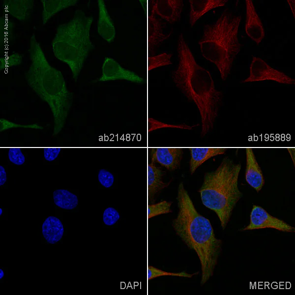 Immunocytochemistry/ Immunofluorescence - Alexa Fluor® 488 Anti-IRS2 antibody [EPR904(2)] (AB214870)