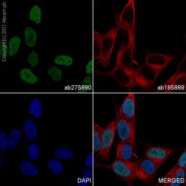 Immunocytochemistry/ Immunofluorescence - Alexa Fluor® 488 Anti-Islet 1 antibody [EP4182] (AB275990), expandable thumbnail