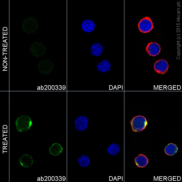 Immunocytochemistry/ Immunofluorescence - Alexa Fluor® 488 Anti-JAK2 (phospho Y1007 + Y1008) + Anti-JAK1 (phospho Y1034 + Y1035) antibody [E132] (AB200339), expandable thumbnail