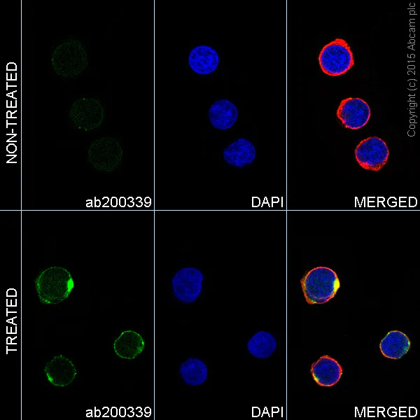 Immunocytochemistry/ Immunofluorescence - Alexa Fluor® 488 Anti-JAK2 (phospho Y1007 + Y1008) + JAK1 (phospho Y1034 + Y1035) antibody [E132] (AB200339)