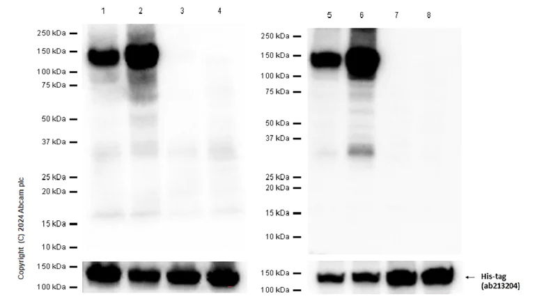 Western blot - Alexa Fluor® 488 Anti-JAK2 (phospho Y1007 + Y1008) + JAK1 (phospho Y1034 + Y1035) antibody [E132] (AB200339)