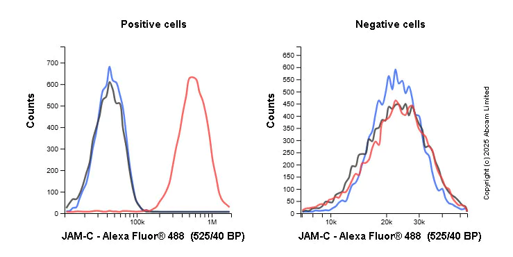 Flow Cytometry - Alexa Fluor® 488 Anti-JAM-C antibody [EPR29224-576] (AB323938)