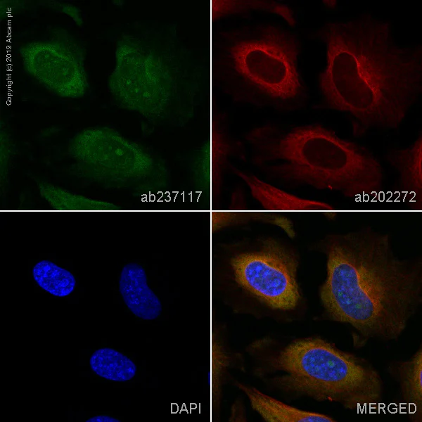 Immunocytochemistry/ Immunofluorescence - Alexa Fluor® 488 Anti-JNK1 + JNK2 + JNK3 antibody [EPR18841-95] (AB237117)
