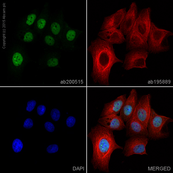 Immunocytochemistry/ Immunofluorescence - Alexa Fluor® 488 Anti-JunB antibody [EPR6518] (AB200515)