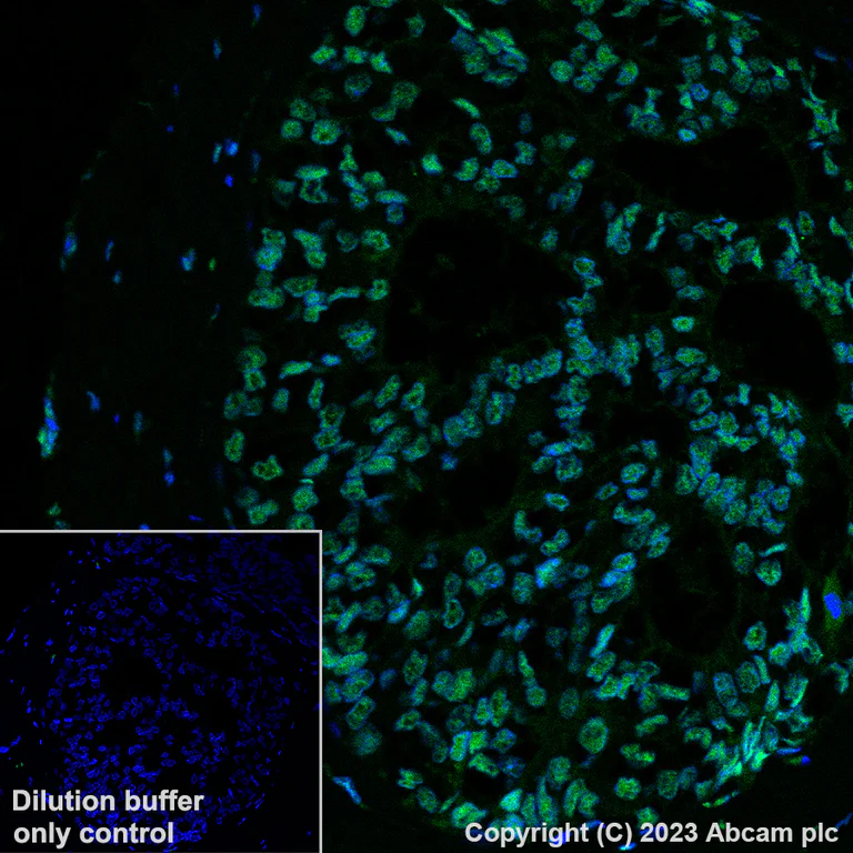 Alexa Fluor® 488 Anti-KAP1 antibody [EPR5216] (ab309975) | Abcam