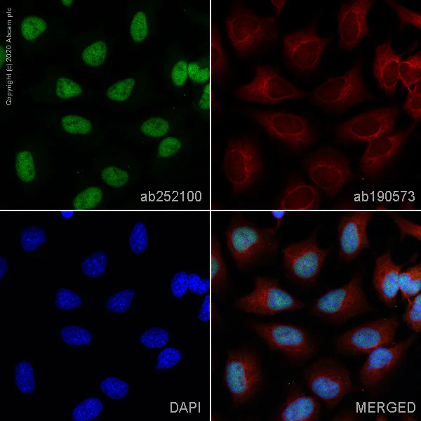 Immunocytochemistry/ Immunofluorescence - Alexa Fluor® 488 Anti-KAT1 / HAT1 antibody [EPR18775] (AB252100)