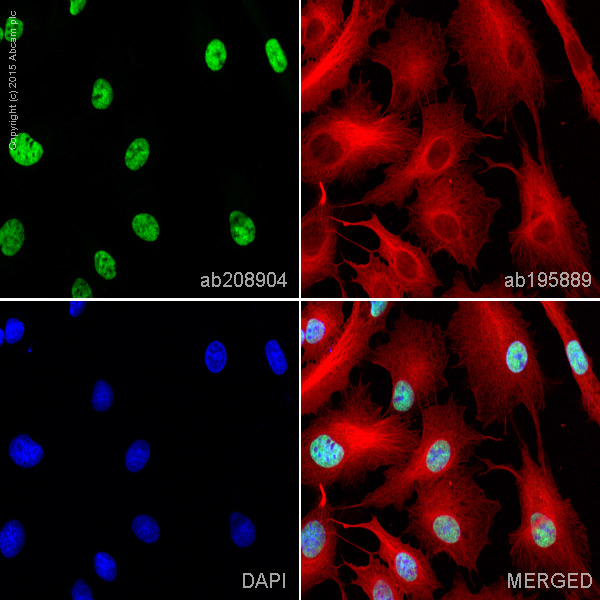 Immunocytochemistry/ Immunofluorescence - Alexa Fluor® 488 Anti-KAT8 / MYST1 / MOF antibody [EPR15803] (AB208904), expandable thumbnail