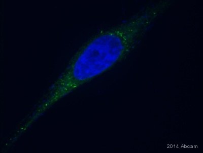Immunocytochemistry/ Immunofluorescence - Alexa Fluor® 488 Anti-KDEL antibody [EPR12668] - ER Marker (AB184819)