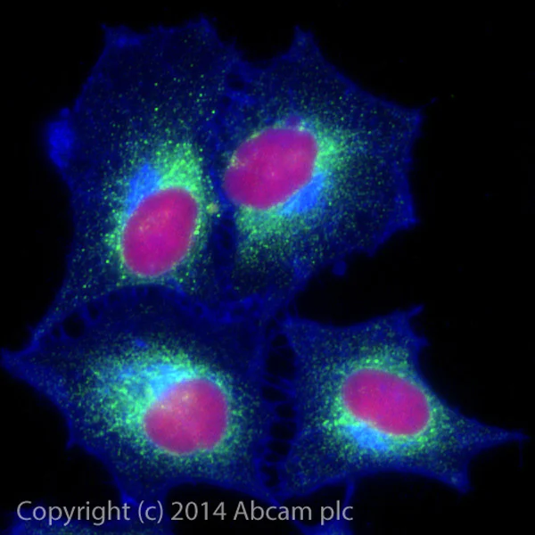 Immunocytochemistry/ Immunofluorescence - Alexa Fluor® 488 Anti-KDEL antibody [EPR12668] - ER Marker (AB184819)