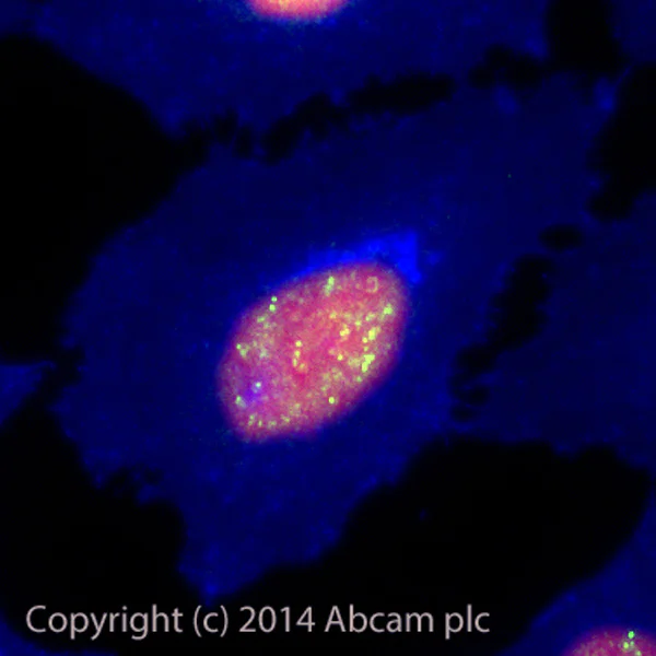 Immunocytochemistry/ Immunofluorescence - Alexa Fluor® 488 Anti-KDM1/LSD1 antibody [EPR6825] - Nuclear Marker (AB184811)