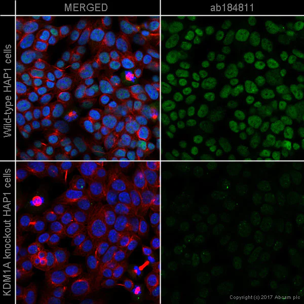 Immunocytochemistry/ Immunofluorescence - Alexa Fluor® 488 Anti-KDM1/LSD1 antibody [EPR6825] - Nuclear Marker (AB184811)