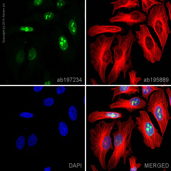 Immunocytochemistry/ Immunofluorescence - Alexa Fluor® 488 Anti-Ki67 antibody [EPR3610] (AB197234)