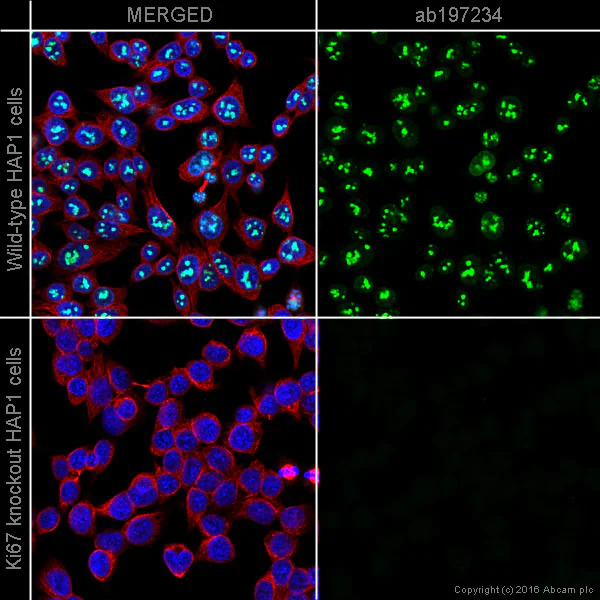 Immunocytochemistry/ Immunofluorescence - Alexa Fluor® 488 Anti-Ki67 antibody [EPR3610] (AB197234)