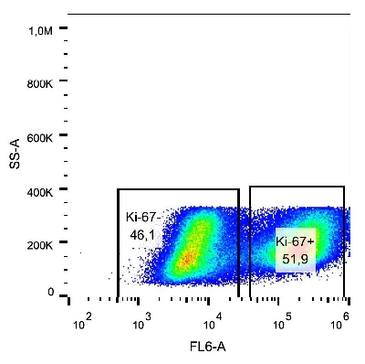 Flow Cytometry (Intracellular) - Alexa Fluor® 488 Anti-Ki67 antibody [KI67] (AB206633)