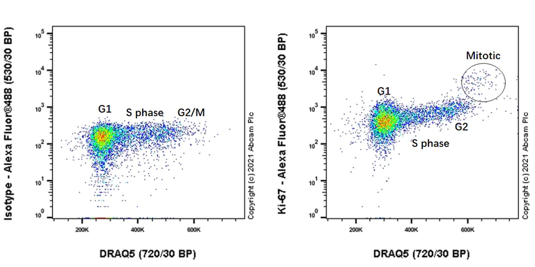 Alexa Fluor® 488 conjugated Anti-Ki67 antibody [SP6] (ab281847