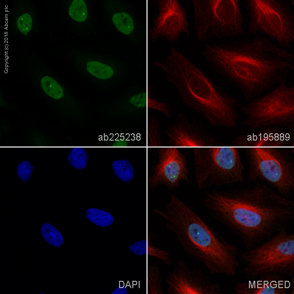 Immunocytochemistry/ Immunofluorescence - Alexa Fluor® 488 Anti-KIFC1 antibody [11445] (AB225238)