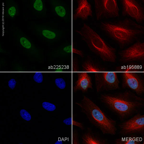 Immunocytochemistry/ Immunofluorescence - Alexa Fluor® 488 Anti-KIFC1 antibody [11445] (AB225238)